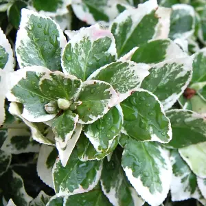 Euonymus Emerald Gaiety Garden Shrub - Variegated Foliage, Compact Size, Hardy (15-30cm Height Including Pot)