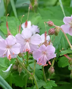 Geranium St Ola - Impressive Low Maintenance Geranium - Set of 3 plants in 9cm pots