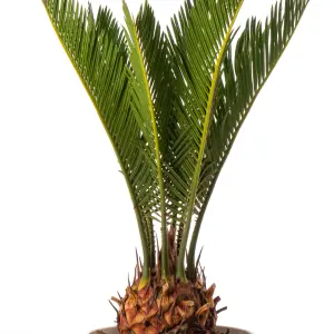 Palm Mix - Exotic Indoor Collection: Cycas, Livistona, Areca (12cm)