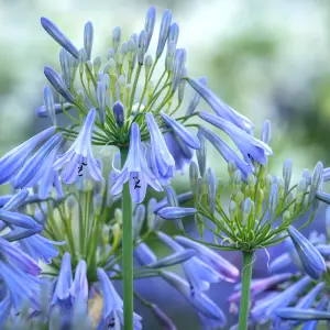 Agapanthus Ballerina - Agapanthus praecox, Deciduous Perennial (10-20cm Height Including Pot)