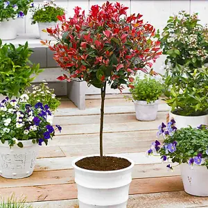 YouGarden Photinia 'Little Red Robin' Standard Trees in 3L Pots 70-80cm Tall Supplied as a Pair of Photinia Standard Trees in Pots