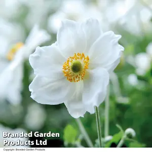 Anemone hybrida Honorine Jobert 3 Litre Potted Plant x 1