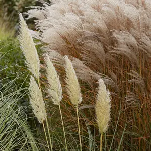 Cortaderia Silver Goblin - Pampas Grass, Lovely Golden Flower Spikes, Silver-Green Foliage (15-30cm Height Including Pot)