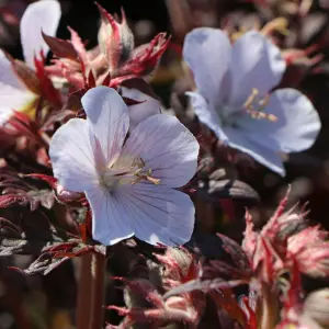 Geranium Black and White - Stunning Dark Foliage, White Flowers, Hardy, Compact Size (20-30cm Height Including Pot)