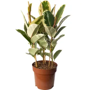 Ficus Tineke - Indoor House Plant for Home Office, Kitchen, Living Room - Potted Houseplant (80-90cm Height Including Pot)