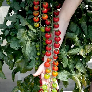 Tomato Rapunzel 1 Seed Packet ( 6 Seeds )