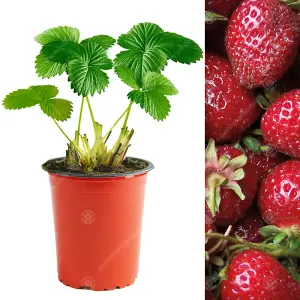 Strawberry Red Gauntlet - Outdoor Fruit Plants for Gardens, Pots, Containers (9cm Pots, 5 Pack)