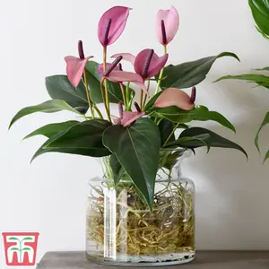 Anthurium Aqua in Sierglass 'Mauve Zizou' - 1 Plant