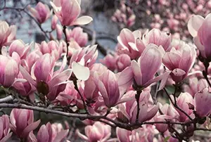 Direct Plants 1X 3-4FT LARGE MAGNOLIA SOULANGEANA PLANT - FRAGRANT TREE - 3L