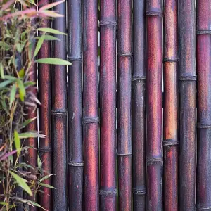 Purple Premium Thick Bamboo Cane Fencing Screening Rolls 1.9m(L) x 1.2m(H)