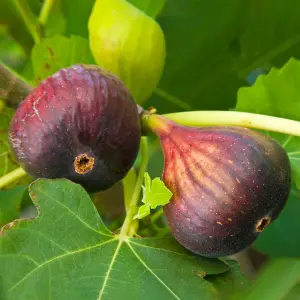 Ficus 'Brown Turkey' - Dwarf Fig Tree with Sweet Fruits, Compact Size, Ideal for Containers (20-30cm)