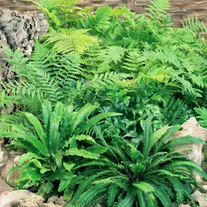 4 x Hardy Fern Plant Mix - Evergreen Outdoor Ferns - Shade Loving Plants Garden Ready - Ideal for Rockeries, Containers & Pots