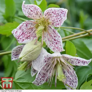 Winter Flowering Clematis - Advent Bells 7cm Potted Plant x 2