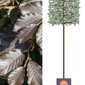 Copper Beech Pleached Tree with Staking Kit - 200cm Stem and 14cm Girth