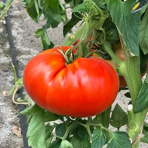 Tomato Supersteak F1 1 Seed Packet