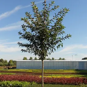 Prunus Royal Flame Tree - Stunning Flowers and Autumn Foliage, Hardy (5-6ft)