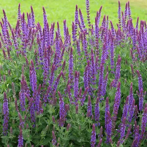 Ostfriesland Balkan Clary Meadow Sage Perennials Flowering Plants Salvia 2L Pot