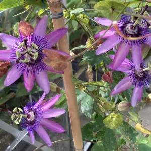 Passiflora Beervelde Garden Plant - Exotic Blooms, Compact Size (20-30cm Height Including Pot)