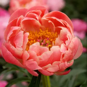 Peony Trio - A Collection of 3 Paeonia Bare Roots each with 3-5 eyes