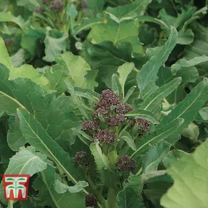 Broccoli TZ 7035 Purple Sprouting 1 Seed Packet (40 Seeds)