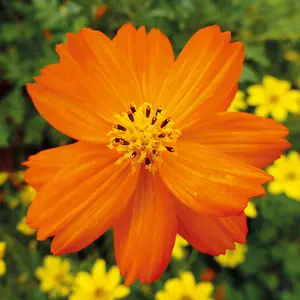 Cosmos Tango 1 Seed Packet (30 Seeds)