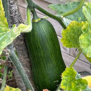 Butternut Squash Inca Gold F1 1 Seed Packet