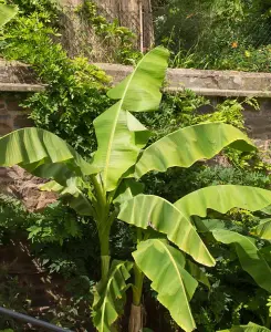 Hardy Banana Plant - Musa Bajoo 10.5cm pot