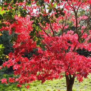 Acer Redwine - Rich Burgundy Foliage, Outdoor Plant, Ideal for Gardens, Compact Size (50-70cm Height Including Pot)