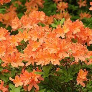 Azalea Orange - Evergreen Shrub, Exquisite Orange Blooms (20-40cm Height Including Pot)