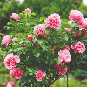 Rose (Rosa) Pink Standard (40cm) 1 Bare Root