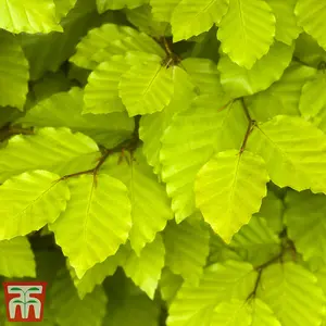 Hedge Beech (Green) (Fagus sylvatica) 1 Bare Root Plant