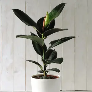 Ficus (Indian Rubber Plant) Elastica Robusta (Height 35cm) 12cm Pot x 1 & Incredifeed