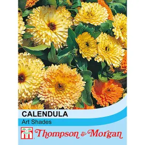 Calendula Art Shades Mixed 1 Seed Packet (100 Seeds)