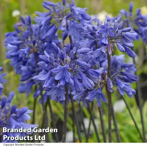 Agapanthus Ever Sapphire 9cm Potted Plant  x 1