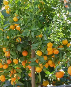 Citrus mitis Calamondin - supplied in a 9m pot