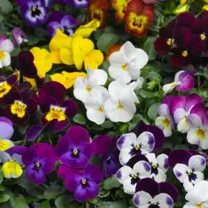 Viola 20 Pack - Large Plants in a Mix of Colours - Great Value Viola Plants