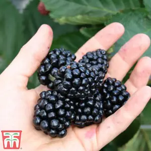 Grow Your Own Fruit  Blackberry (Rubus) Coolaris Late 9cm Pot x 3