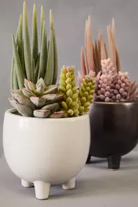 Fiori Mixed Succulents In Ceramic Pot Artificial Plant Foliage