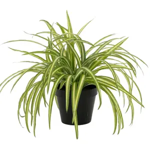 Blooming Artificial - 25cm Faux Spider Plant - Indoor Fake Green Houseplant