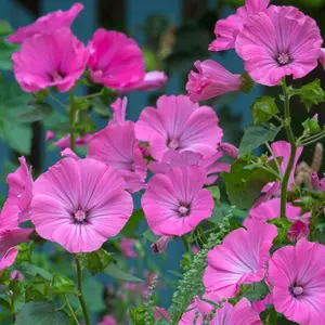 Lavatera Princess Pink - Delicate Pink Blooms, Outdoor Plant (15-30cm Height Including Pot)