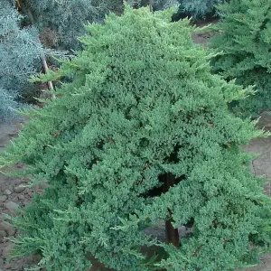 Juniperus Nana Garden Plant - Compact Evergreen, Low Maintenance (10-20cm Height Including Pot)