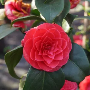 Camellia Principessa Baciocchi - Elegant Red Blooms, Compact Size (20-30cm Height Including Pot)