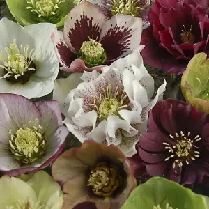 YouGarden Hellebore 'Double Ellen', Set of 10 Mixed Jumbo Plug Plants, Winter and Spring Flowering, Ready to Pot or Plant Out