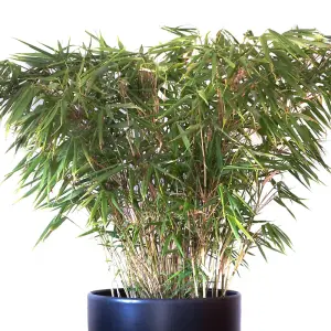 Umbrella Bamboo - Fargesia rufa 19cm Potted Plant x 3