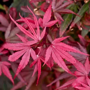 Acer Shaina - Dwarf Japanese Maple, Outdoor Plant, Ideal for Gardens, Compact Size (50-70cm Height Including Pot)