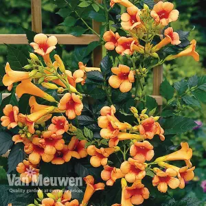 Campsis Indian Summer 2 Litre Pot x 2