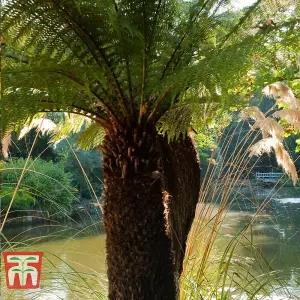 Australian Fern Tree 2ft Trunk - Dicksonia Antarctica x 1