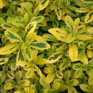 Escallonia Gold Ellen Garden Shrub - Golden Foliage, Pink Blooms, Compact Size, Hardy (15-30cm Height Including Pot)