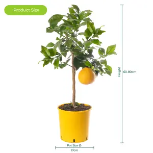 Grapefruit Tree - Outdoor Fruit Tree, Grow Your Own Tasty Fruits, Ideal Size for UK Gardens in 20cm Pot (2-3ft)