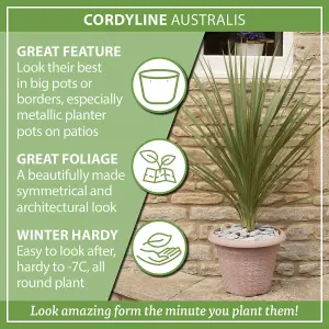 Cordyline australis Green, 17cm Pot, Plant 60-70cm Tall